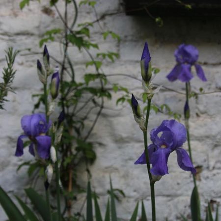 בריסל B&B Les Iris מראה חיצוני תמונה