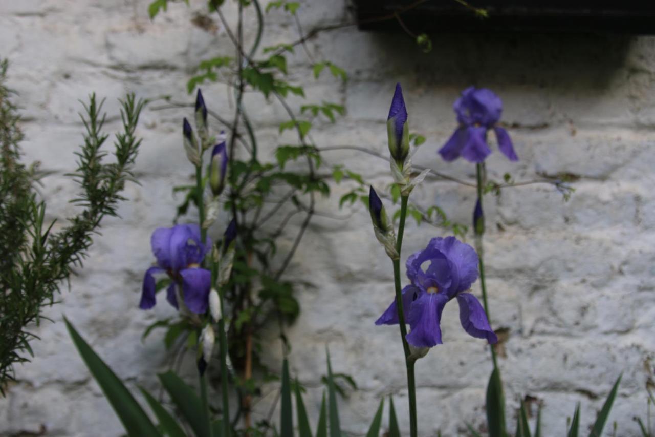 בריסל B&B Les Iris מראה חיצוני תמונה
